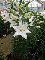 [5288 White Renova No01.JPG]